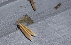Orocrambus angustipennis