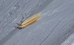Orocrambus angustipennis