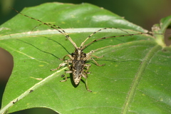 Acalolepta permutans