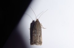 Phaeosaces apocrypta