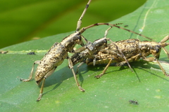 Acalolepta permutans