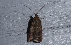 Phaeosaces apocrypta
