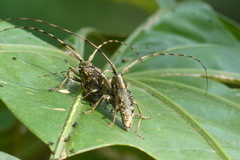 Acalolepta permutans