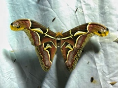 Archaeoattacus edwardsii