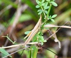 Leptysma marginicollis