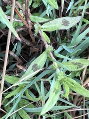 Persicaria prostrata