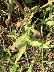 Persicaria prostrata