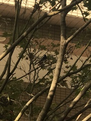 Hypothymis azurea oberholseri