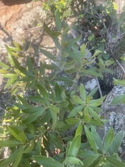 Euclea natalensis angustifolia