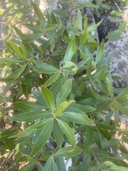 Euclea natalensis angustifolia