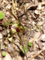 Caladenia dilatata