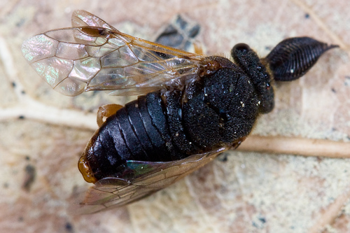 Introduced Pine Sawfly photo 3