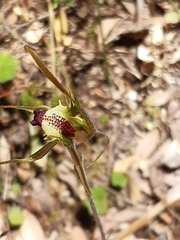 Caladenia dilatata