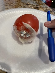 Penicillium