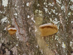 Phellinus badius