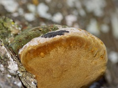 Phellinus badius