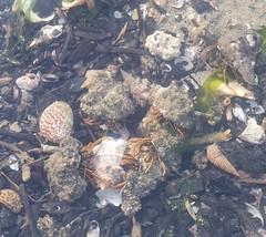 Clibanarius infraspinatus