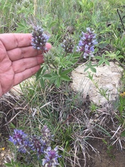 Pediomelum cuspidatum