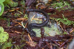 Plethodon dunni