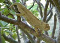 Chamaeleo chamaeleon chamaeleon