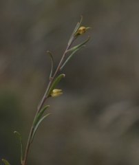Muraltia muraltioides