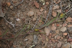 Muraltia muraltioides