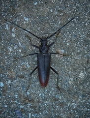 Cerambyx cerdo acuminatus