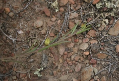 Muraltia muraltioides