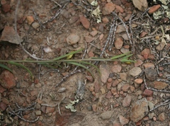 Muraltia muraltioides