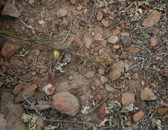 Muraltia muraltioides