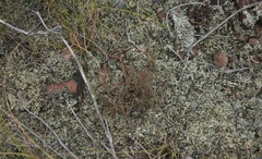 Muraltia muraltioides