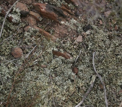 Muraltia muraltioides