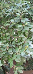 Machilus obovatifolia