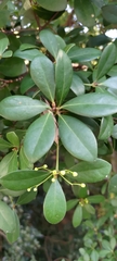Machilus obovatifolia