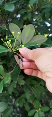 Machilus obovatifolia