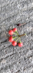 Machilus obovatifolia