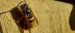 Vespula vulgaris