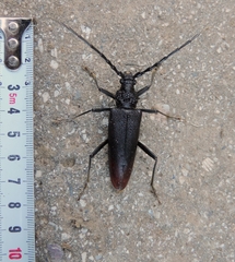 Cerambyx cerdo acuminatus