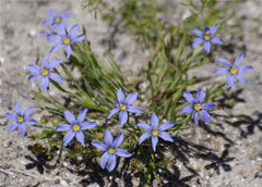 Sisyrinchium biforme