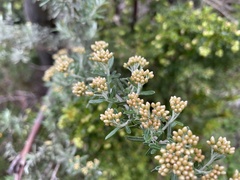 Ozothamnus obcordatus