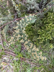 Ozothamnus obcordatus
