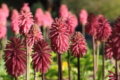 Veltheimia