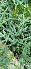 Pteris sintenensis