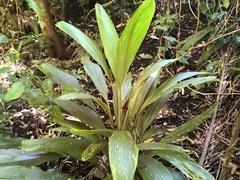 Cordyline petiolaris