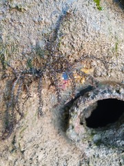 Acanthophora muscoides