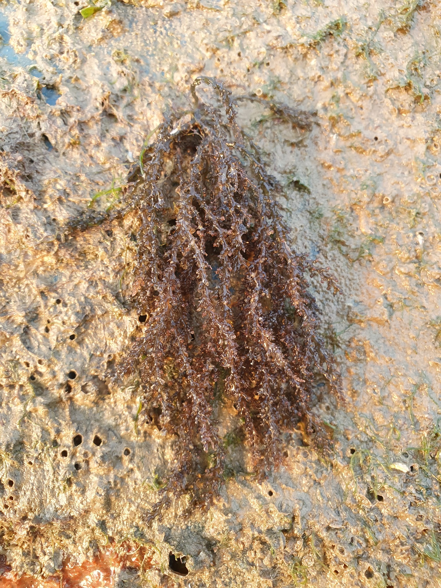 Acanthophora muscoides