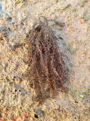 Acanthophora muscoides