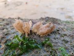 Volegalea cochlidium