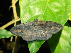 Anisoneura salebrosa