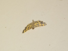 Eurrhyparodes tricoloralis